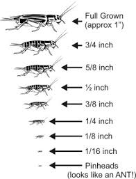 cricket size chart ny worms