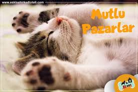 Mutlu Bir Pazar Gn Geirmenizi Dileriz Letiim Iin 0542 775 54 14 Numaral Telefonu Arayabilir Sitemiz Yada Bizi Adr Pet Shop Animals Cats
