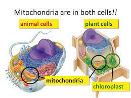 Is ribosomes an animal or plant cell. Mitochondria Are In Both Cells Animal Cells Plant Cells Mitochondria Chloroplast Ppt Download