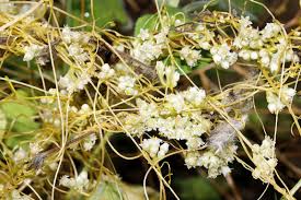 Image result for Cuscuta hyalina