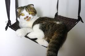 This roundup is all about diy cat hammocks. 12 Diy Cat Hammocks To Please Your Pet Shelterness