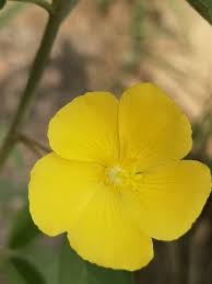 Image result for Melhania acuminata