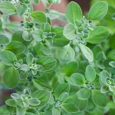 Marjolaine Ou Origan Planter Des Graines Culture D Herbes Origan