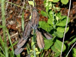 Image result for Crotalaria schliebenii
