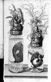 Frederic ruysch's practical observations in surgery and midwifry. The 18th Century Anatomist Who Celebrated Life With Dioramas Of Death