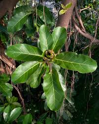 Image result for Ficus lutea
