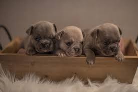 Many of these animals are lost because there are too few people willing or able to adopt a rescue animal. View Ad French Bulldog Litter Of Puppies For Sale Near North Carolina Wilmington Usa Adn 115928