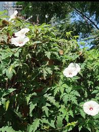 Image result for Dicoma arenaria