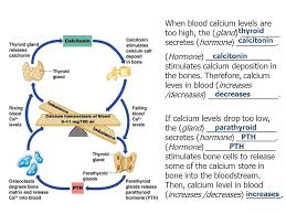 calcium homeostasis flow chart awesome how a negative