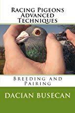 Breeding Techniques Racing Pigeons Pigeon Breeds Pigeon