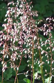 Shrubs have a larger presence than perennials in the shade, with a variety of shapes, textures, leaf colors and sometimes flowers. Full Shade Plants