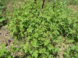 Image result for Cleome aculeata