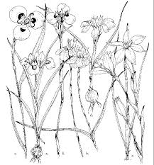 Image result for Moraea carsonii