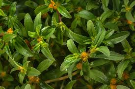 Image result for Flaveria trinervia