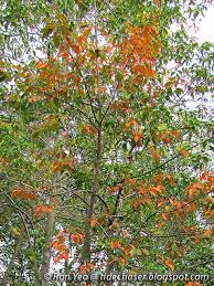 Image result for Excoecaria bussei