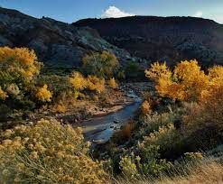 River Birch In Cedar Canyon Outside Of Cedar City Utah In 2012 Photography By David E Nelson Cedar City Landscape Scenery