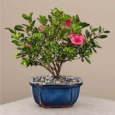 Bonsai trees are aesthetically called a pleasant tree, best suited for both indoor plants and outdoor plants. Indoor Bonsai Trees Best Indoor Bonsai Trees Online Proflowers