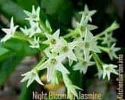 If you decide to plant indoors, make sure that the from seed to plant, your night blooming jasmine should sprout up pretty quickly, in about 2 weeks time! Queen Of Night Plant Night Blooming Jasmine Care And Propagation