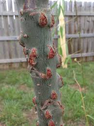 Crown Galls