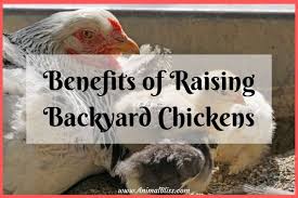 Mobile chicken coops are awesome! Benefits Of Raising Backyard Chickens