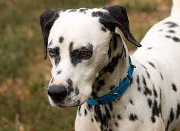 Adopt Tanker On Petfinder Dalmatian Dalmatian Rescue Dalmatian Dogs