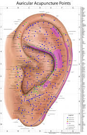 The World S Best Auriculotherapy Wall Chart Version 2 Acupuncture Points Chart Acupuncture Acupuncture Points