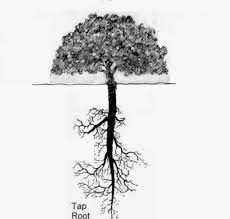 It also has a shallower root system than most other kinds of. Trees With Roots Tree Roots Taproot