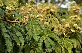 Image result for Albizia adianthifolia