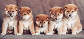 Get healthy pups from responsible and professional breeders at puppyspot. How Much Do Shiba Inu Puppies Cost My First Shiba Inu