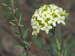 Image result for Gnidia