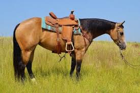 Buy and sell horses on europe's leading horse market Beautiful 5 Yr Old Buckskin Mare Horses Aqha Horses Pretty Horses