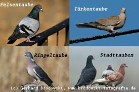Portugal can seal their qualification to next round with a win while germany having lost their opening game against france must get something from this group to stand a chance for qualification going into. Alles Uber Tauben Taubenarten Bestimmen Nahrung Alter Nest Bilder