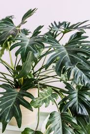 Filodendro Xanadu Philodendron Xanadu Plantaareainterna In 2020 Plants Plants Uk Philodendron