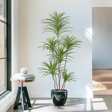 Image result for dracaena