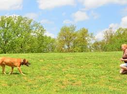How to use an e collar properly? How We Train Come With The Remote Training Collar Canine Life Skills