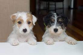 Imagesofcutepuppiesforsale Jack Russell Terrier Puppies Jack Russell Terrier Jack Russell Puppies