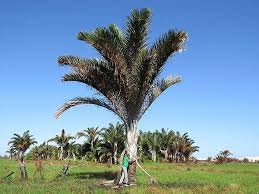 Image result for Raphia australis