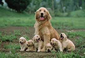 Also have a look at our pictures of pets and cats. 18 Of The Proudest Puppy Parents In The Doggysphere