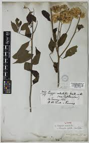 Image result for Microglossa