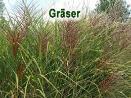 Ziergräser sind nie statisch, sie machen den wandel der. Grosse Auswahl An Ziergraser Fur Den Garten