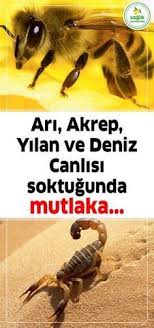 Ari Akrep Yilan Ve Deniz Canlisi Soktugunda Mutlaka Health Fitness Nutrition Health Blog Health