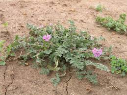 Image result for Sericorema remotiflora