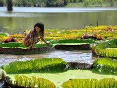Please inform vitoria regia hotel in advance of your expected arrival time. 29 Best Vitoria Regia Ideas Large Flowers Water Lilies Petals
