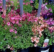 Image result for Diascia