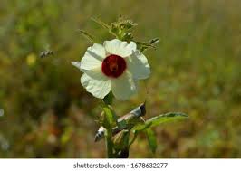 Image result for Philyrophyllum schinzii