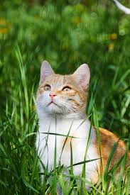 For cats and dogs, you can spray a little bit of this repellent on their tails, legs and around collars. Easy Homemade Cat Deterrent