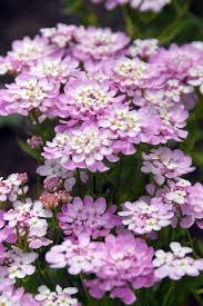 Pin On Flowers