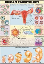 Human Embryology For Human Physiology Chart