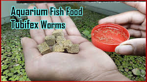 B-Creative Freeze Dried Bloodworm Larvae, Daphnia, Tubifex Fish Food Betta  Guppy (Dried Tubifex Worms | 10G) : Amazon.Co.Uk: Pet Supplies