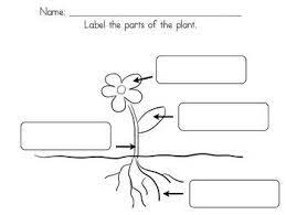 Pin By Alison Learning At The Prima On Grade 1 Plants Worksheets Plant Life Cycle Worksheet Plant Life Cycle